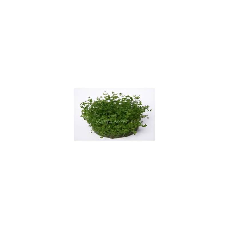 Masta micranthemum umbrusum w żelu Masta - 1