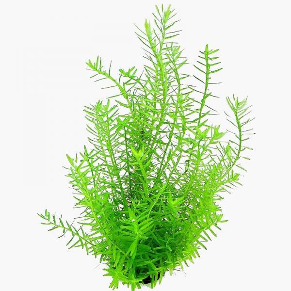 Rotala sp. Green Dennerle - 1