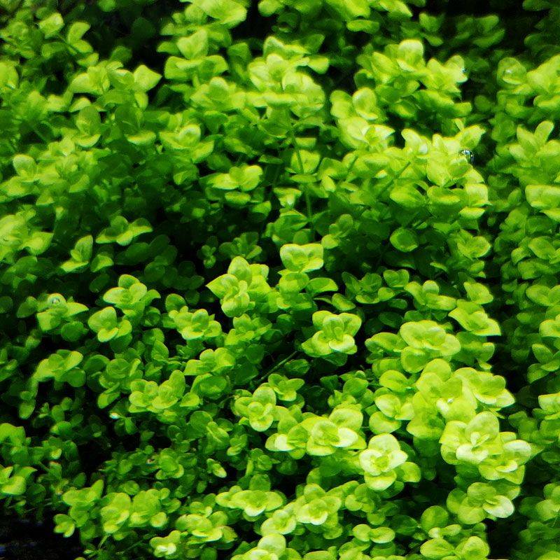 Micranthemum umbrosum Dennerle - 2
